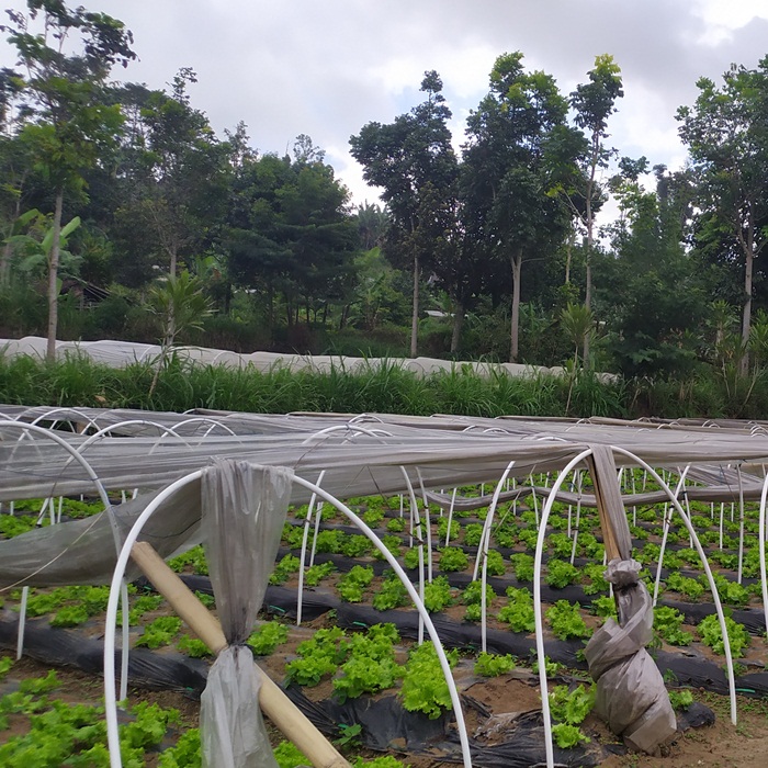 Jual Tanah di Nusa Penida