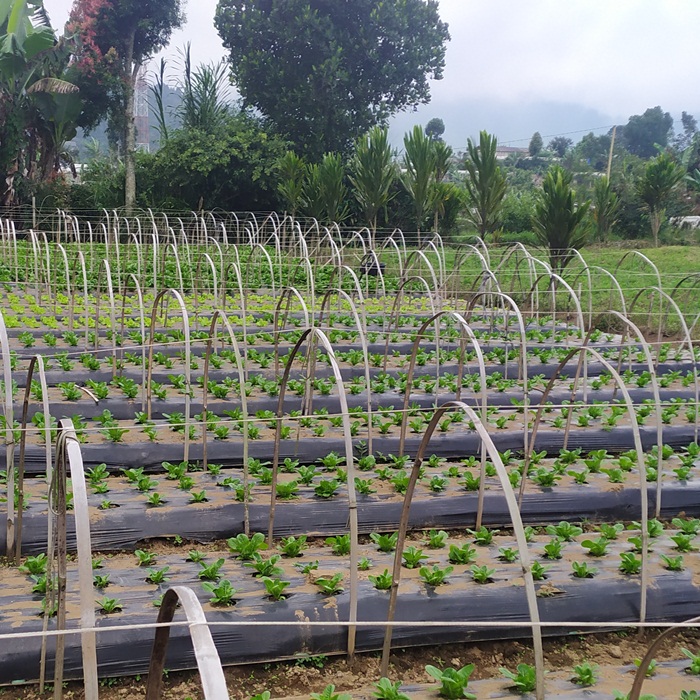 dijual tanah view kebun sayur di Bali