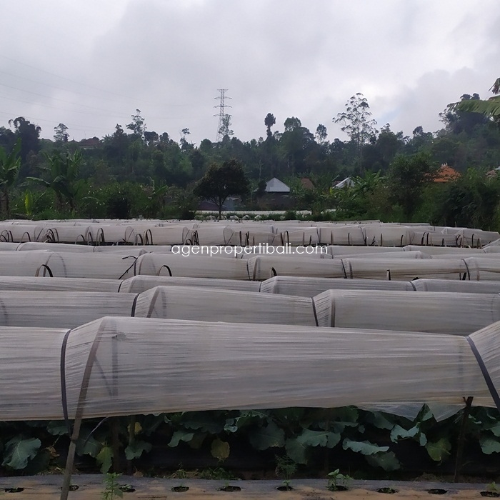 tanah dijual di Bedugul Baturiti