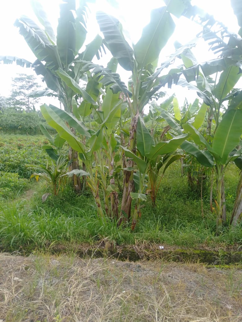 Jual Tanah di  Mengwi