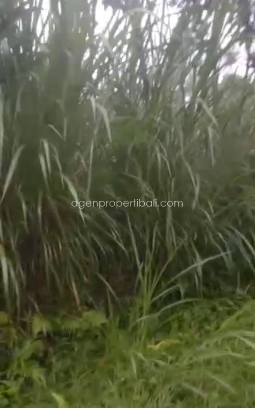 tanah dijual di Tegalalang Ubud